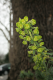 Euphorbia characias subsp. wulfenii RCP2-08 003.jpg